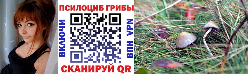 Псилоцибиновые грибы Psilocybine cubensis  мега зеркало  Певек  сколько стоит 
